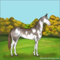 Horse Color:Liver Chestnut Splash 