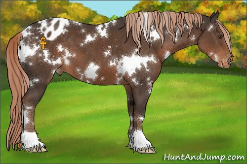 Horse Color:White Spotted Liver Chestnut Appaloosa 