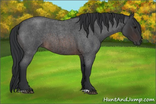 Horse Color:Brown Roan 