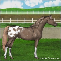 Horse Color:Liver Red Dun Appaloosa 