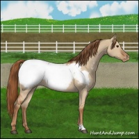 Horse Color:Red Dun Snowcap 
