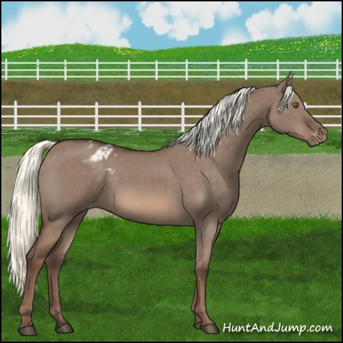 Horse Color:Liver Red Dun Mushroom Appaloosa