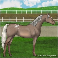 Horse Color:Liver Red Dun Mushroom Varnish 