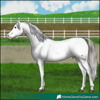 Horse Color:Liver Red Dun Appaloosa 