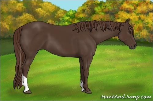 Horse Color:Liver Chestnut Tobiano 