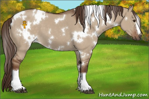 Horse Color:White Spotted Liver Red Dun 