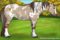 Horse Color:White Spotted Liver Red Dun 