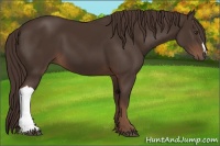 Horse Color:Liver Chestnut 