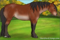 Horse Color:Brown 