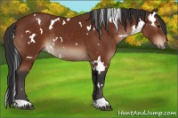 Horse Color:White Spotted Brown 