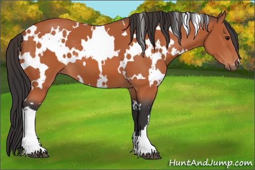 Horse Color:White Spotted Brown