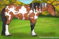 Horse Color:White Spotted Brown 