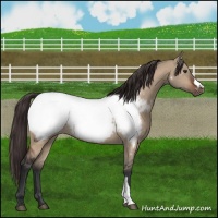 Horse Color:Brown Dun Appaloosa Rabicano 