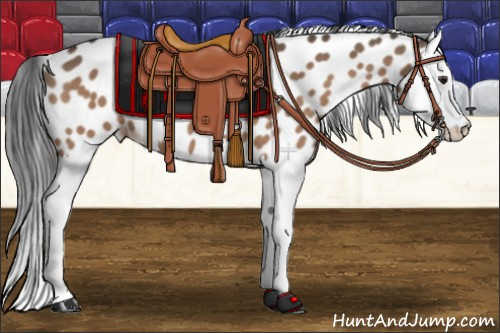 Horse Color:Brown Dun Splash Appaloosa 