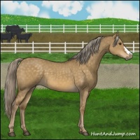 Horse Color:Chocolate Palomino Dun 