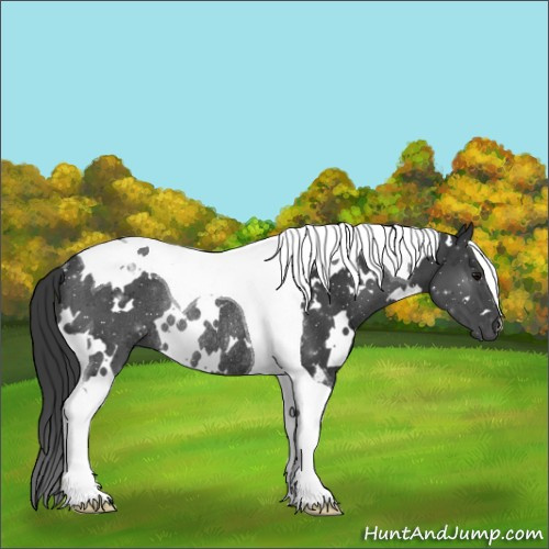 Horse Color:White Spotted Black Tobiano Rabicano