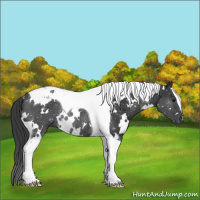 Horse Color:White Spotted Black Tobiano Rabicano 