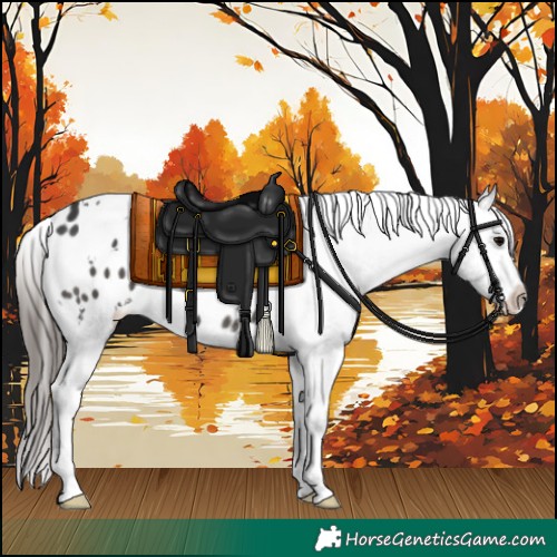 Horse Color:White Spotted Black Appaloosa 
