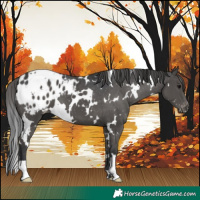 Horse Color:White Spotted Black Blanket