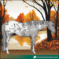 Horse Color:White Spotted Black Appaloosa