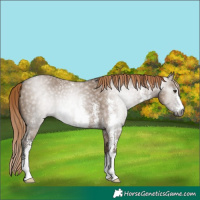 Horse Color:Gray Liver Red Dun Sabino
