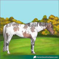 Horse Color:White Spotted Brown Appaloosa Rabicano 