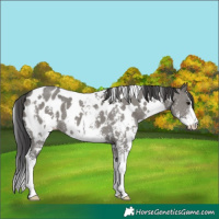 Horse Color:White Spotted Grullo Sabino Blanket