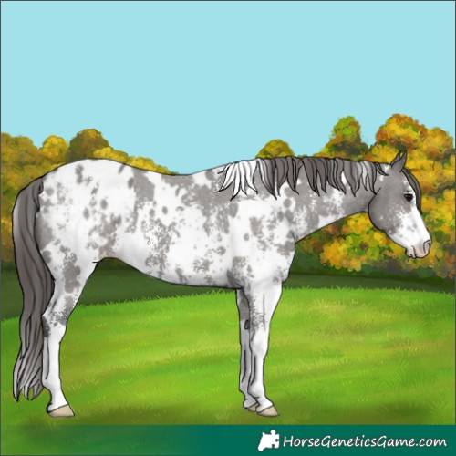 Horse Color:White Spotted Grullo Sabino Appaloosa