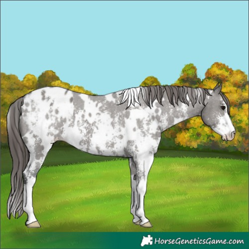 Horse Color:White Spotted Grullo Sabino Appaloosa 