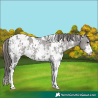 Horse Color:White Spotted Grullo Sabino Appaloosa 