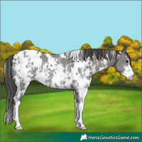 Horse Color:White Spotted Grullo Sabino Appaloosa 