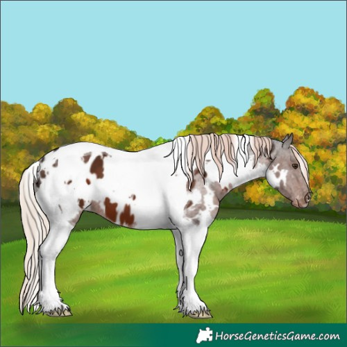 Horse Color:White Spotted Liver Chestnut Tobiano Appaloosa 