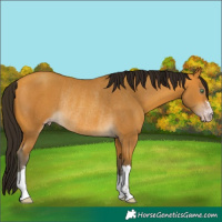 Horse Color:Gray Amber Cream Champagne Rabicano