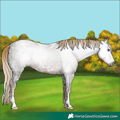Horse Color:Gray Liver Chestnut Ice 