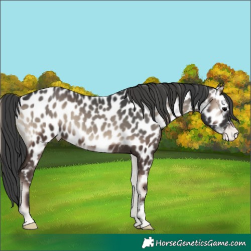 Horse Color:Blue Onyx Near Leopard
