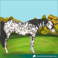 Horse Color:Blue Onyx Near Leopard 