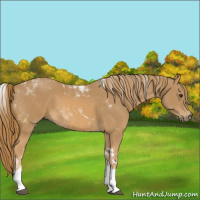 Horse Color:Chestnut Tobiano 