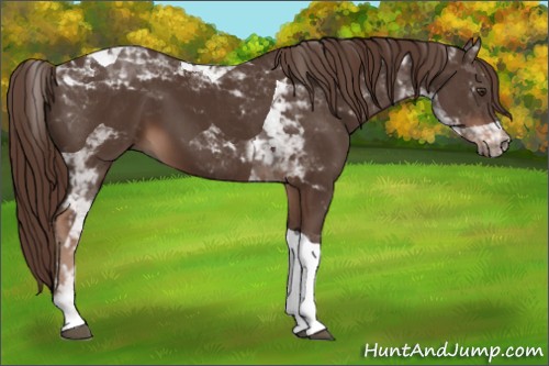 Horse Color:Liver Chestnut Tobiano 