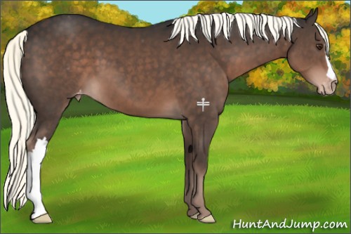 Horse Color:Liver Chestnut Mushroom Appaloosa 