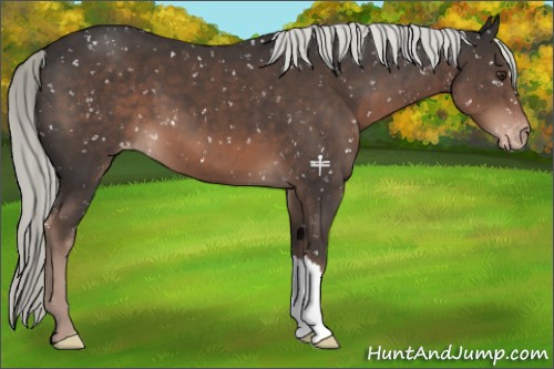 Horse Color:Liver Chestnut Mushroom Appaloosa 