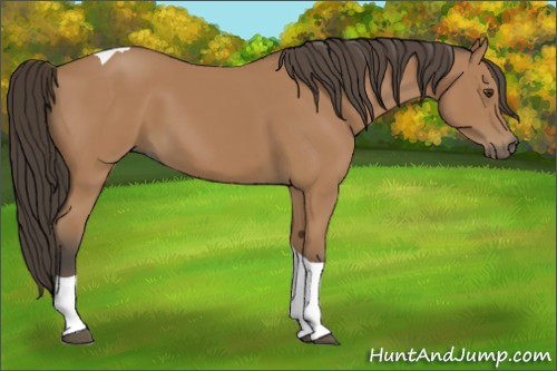 Horse Color:Bay Tobiano 