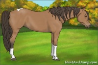 Horse Color:Bay Tobiano 