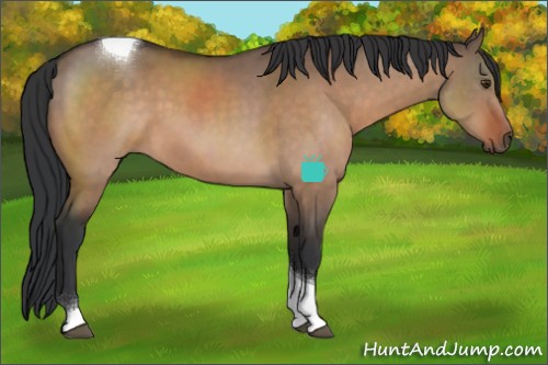 Horse Color:Brown Dun Sabino Tobiano 