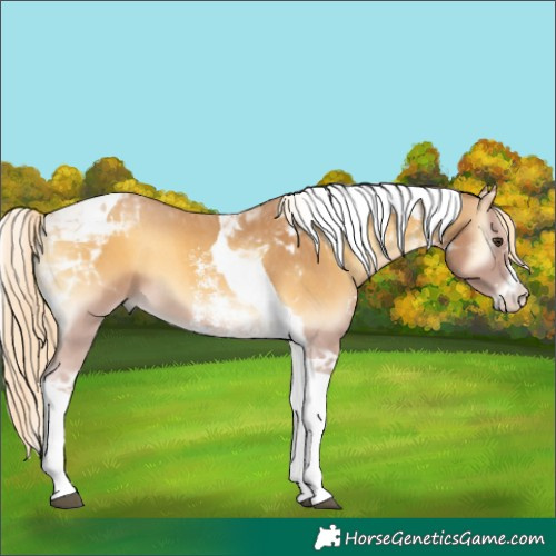 Horse Color:Palomino Onyx Sabino Tobiano