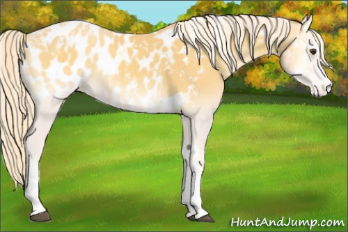 Horse Color:Palomino Onyx Tobiano Appaloosa 