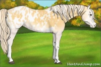 Horse Color:Palomino Onyx Tobiano Blanket 