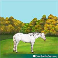 Horse Color:Red Roan Appaloosa 