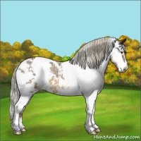 Horse Color:Chocolate Palomino Mushroom Sabino Rabicano 