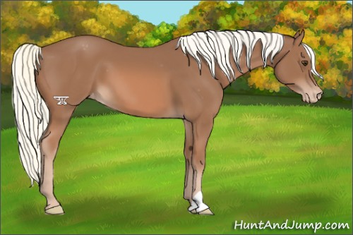 Horse Color:Chestnut Mushroom Appaloosa 
