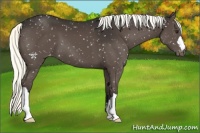 Horse Color:Liver Chestnut Mushroom Appaloosa 
